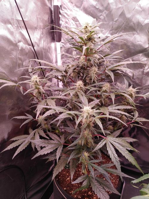 Quick One | Indoor | Grow #4. Week 7 - Plant #1