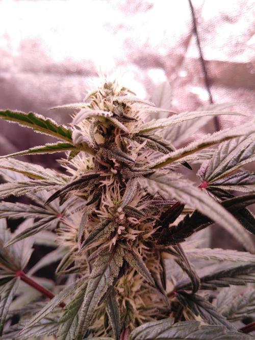 Quick One | Indoor | Grow #4. Week 7 - Plant #1, main branch