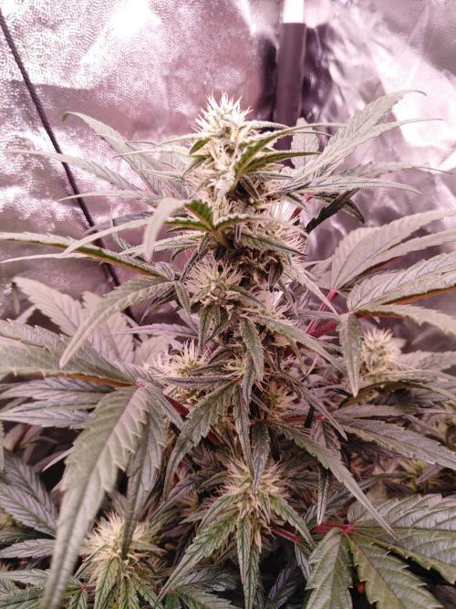 Quick One | Indoor | Grow #4. Week 7 - Plant #1