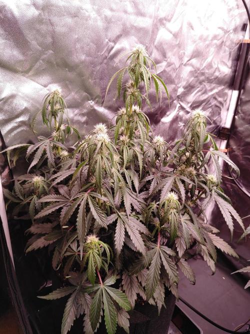 Quick One | Indoor | Grow #4. Week 7 - Plant #2