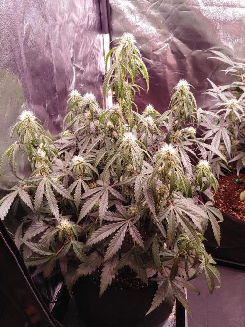 Quick One | Indoor | Grow #4. Week 7 - Plant #2