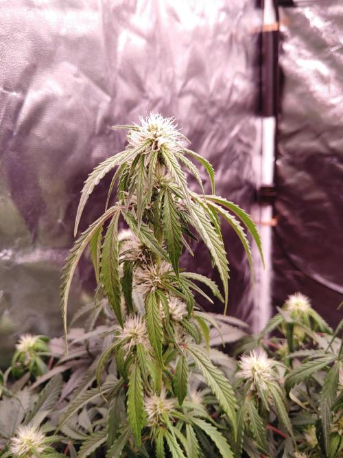 Quick One | Indoor | Grow #4. Week 7 - Plant #2, main branch