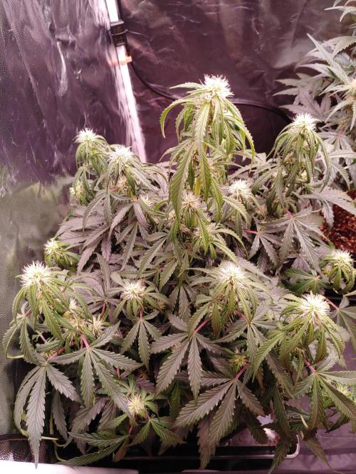 Quick One | Indoor | Grow #4. Week 7 - Plant #2