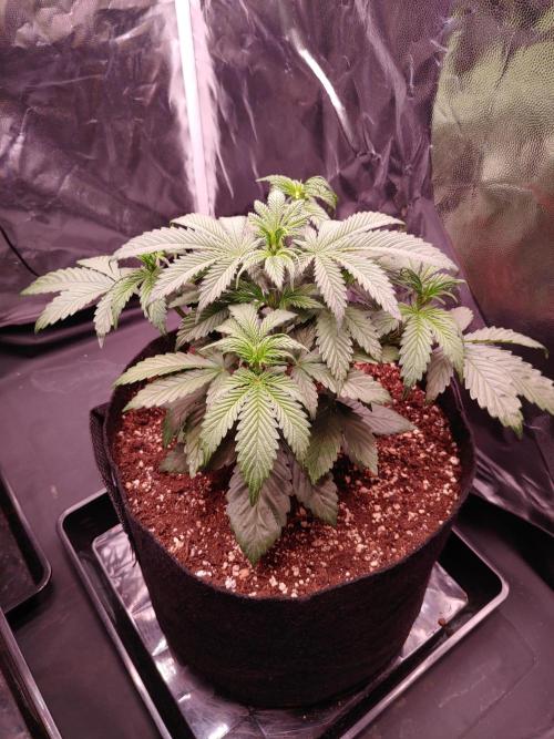Special Queen #1 | Indoor | Grow #4. Week 5 - Plant #2