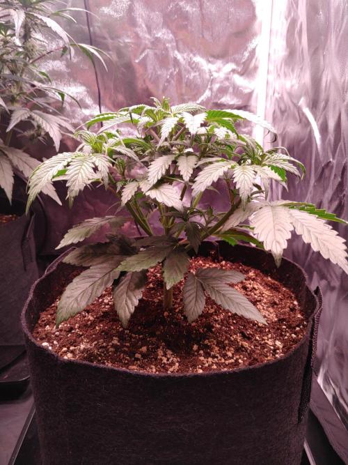 Special Queen #1 | Indoor | Grow #4. Week 5 - Plant #2
