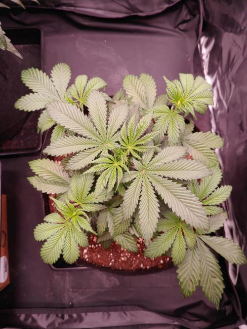 Special Queen #1 | Indoor | Grow #4. Week 5 - Plant #2