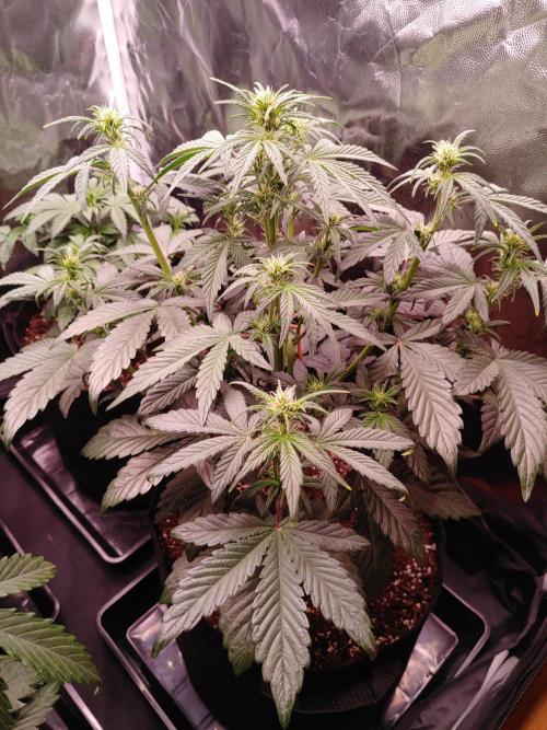 Special Queen #1 | Indoor | Grow #4. Week 5 - Plant #1