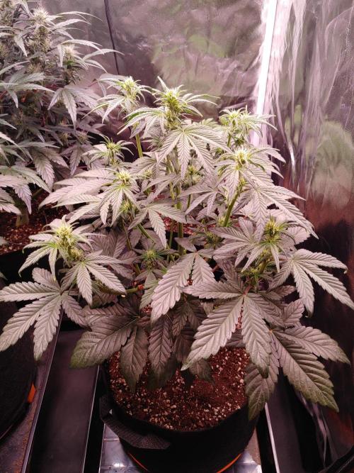 Special Queen #1 | Indoor | Grow #4. Week 5 - Plant #1