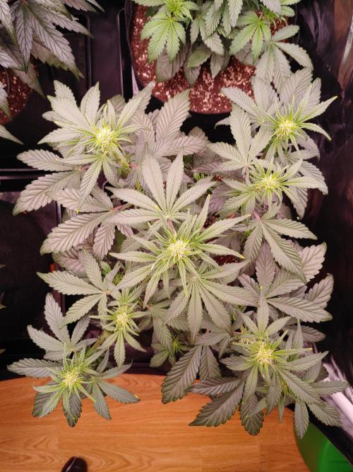 Special Queen #1 | Indoor | Grow #4. Week 5 - Plant #1