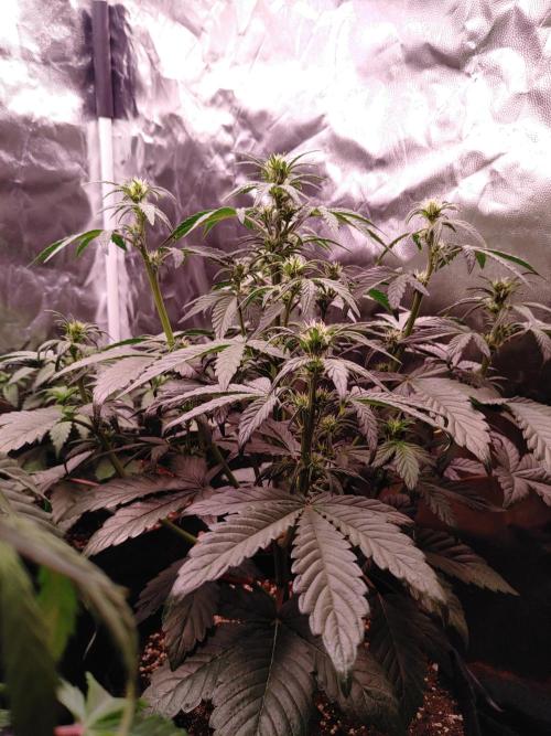 Special Queen #1 | Indoor | Grow #4. Week 5 - Plant #1