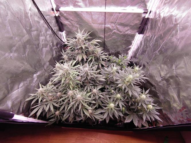Quick One | Indoor | Grow #4. Week 8