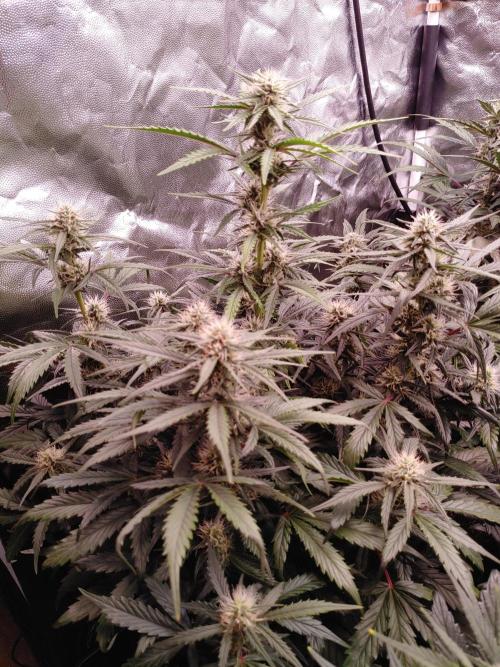 Quick One | Indoor | Grow #4. Week 8 - Plant #2