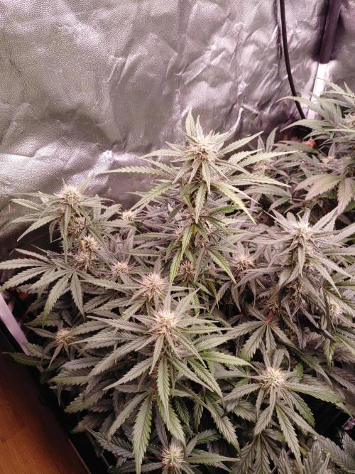 Quick One | Indoor | Grow #4. Week 8 - Plant #2