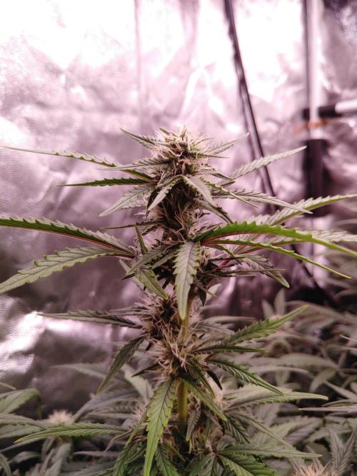 Quick One | Indoor | Grow #4. Week 8 - Plant #2, main cola