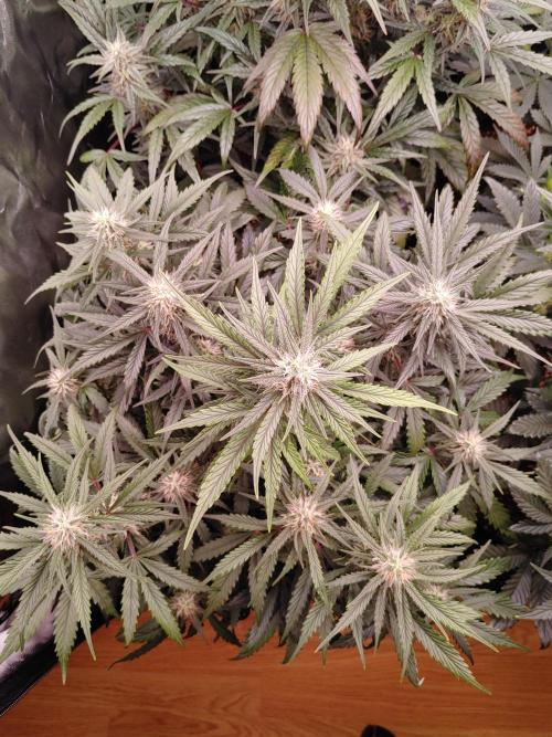 Quick One | Indoor | Grow #4. Week 8 - Plant #2