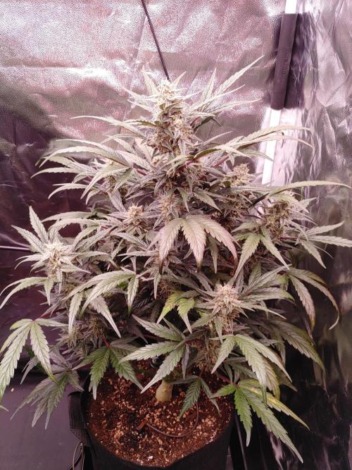 Quick One | Indoor | Grow #4. Week 8 - Plant #1