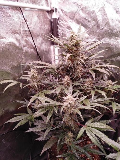 Quick One | Indoor | Grow #4. Week 8 - Plant #1