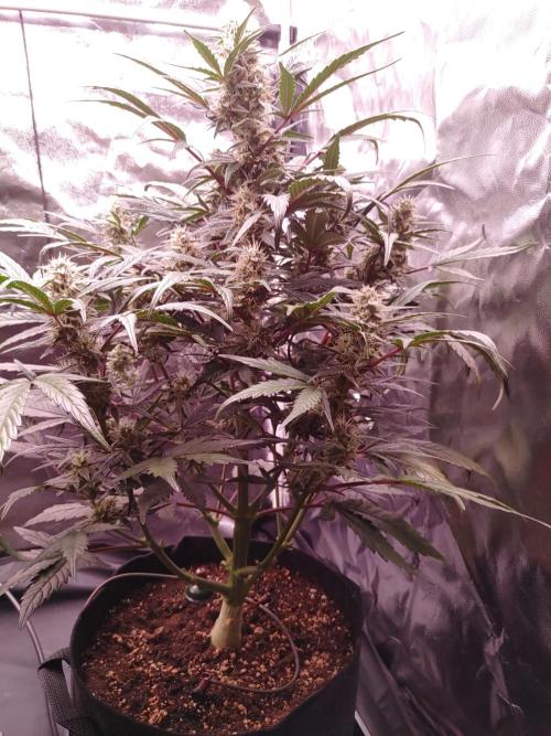 Quick One | Indoor | Grow #4. Week 8 - Plant #1