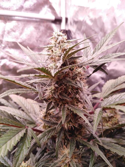 Quick One | Indoor | Grow #4. Week 8 - Plant #1, main cola