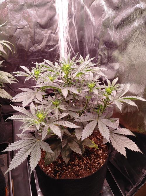 Special Queen #1 | Indoor | Grow #4. Week 6 - Plant #2