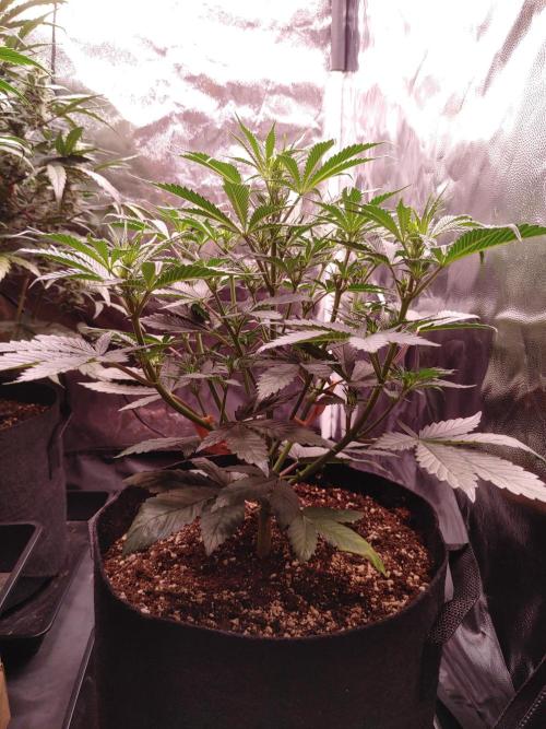 Special Queen #1 | Indoor | Grow #4. Week 6 - Plant #2