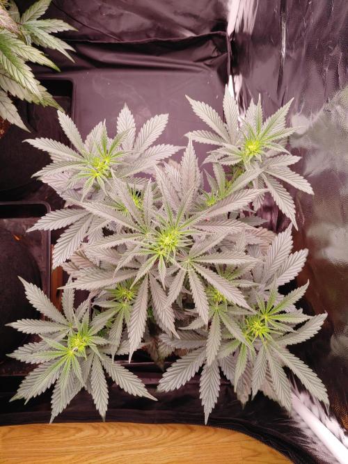 Special Queen #1 | Indoor | Grow #4. Week 6 - Plant #2