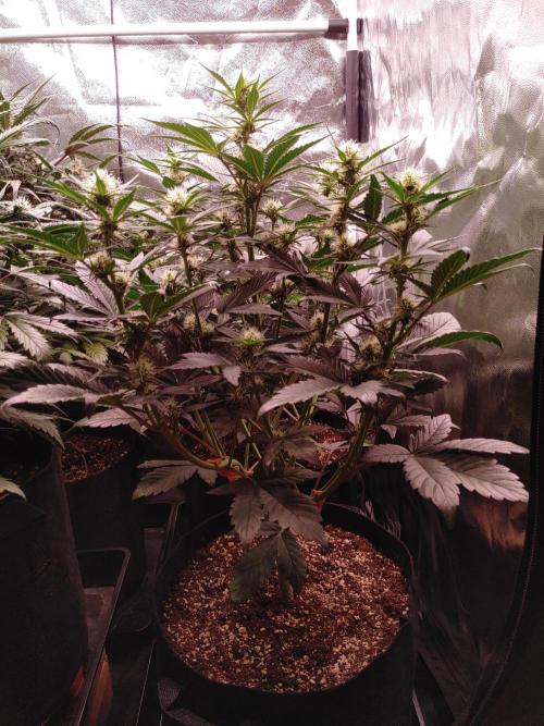 Special Queen #1 | Indoor | Grow #4. Week 6 - Plant #1