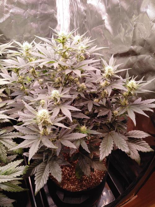 Special Queen #1 | Indoor | Grow #4. Week 6 - Plant #1