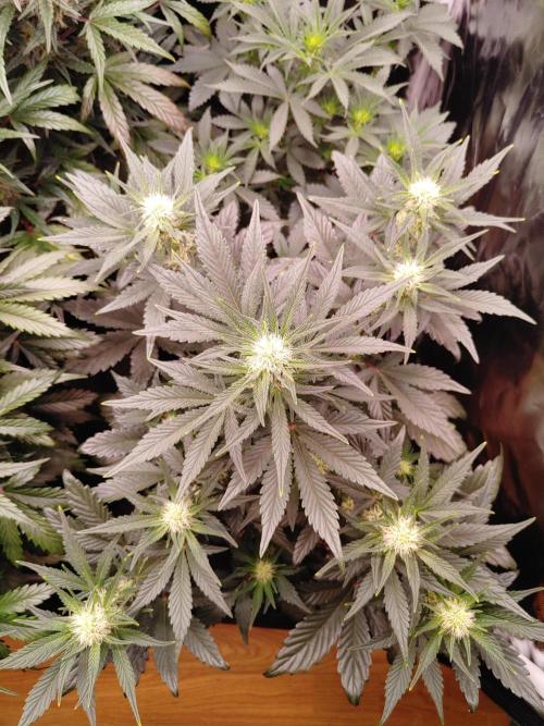 Special Queen #1 | Indoor | Grow #4. Week 6 - Plant #1