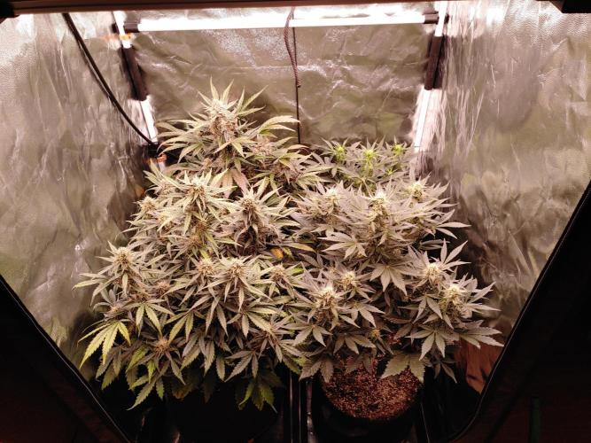 Special Queen #1 | Indoor | Grow #4. Week 7