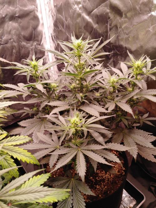 Special Queen #1 | Indoor | Grow #4. Week 7 - Plant #2