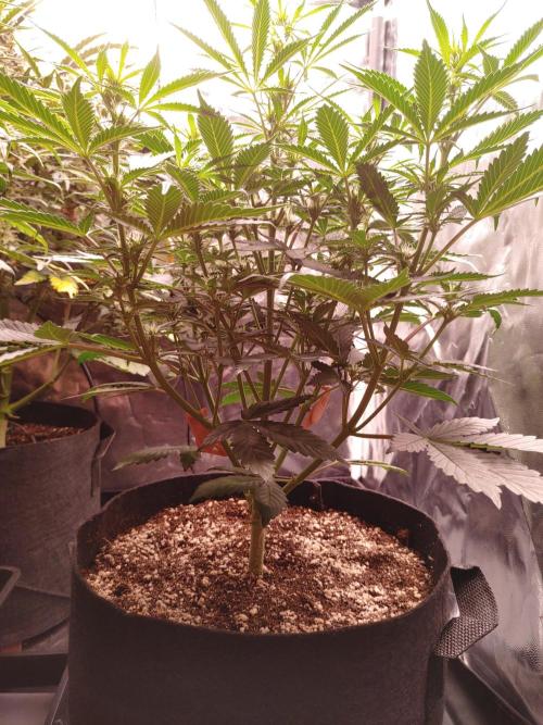 Special Queen #1 | Indoor | Grow #4. Week 7 - Plant #2