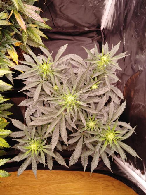 Special Queen #1 | Indoor | Grow #4. Week 7 - Plant #2