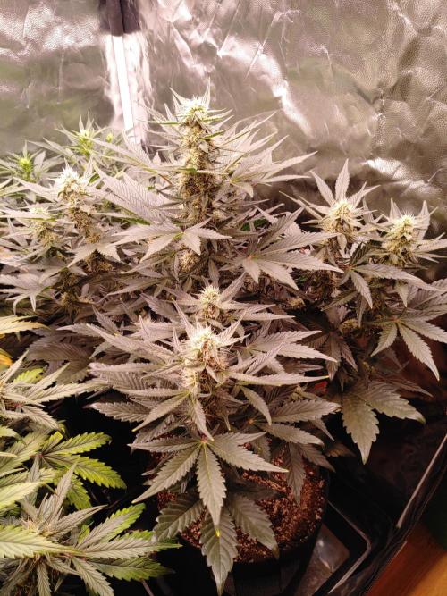 Special Queen #1 | Indoor | Grow #4. Week 7 - Plant #1