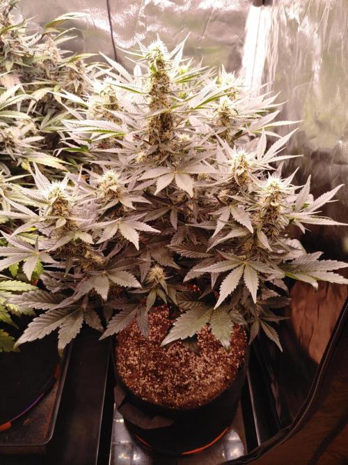 Special Queen #1 | Indoor | Grow #4. Week 7 - Plant #1
