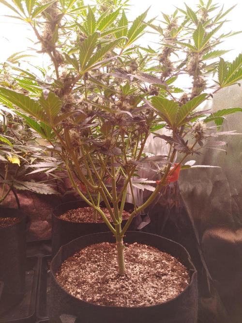 Special Queen #1 | Indoor | Grow #4. Week 7 - Plant #1
