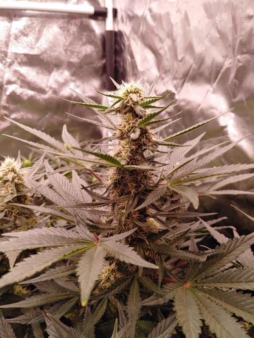 Special Queen #1 | Indoor | Grow #4. Week 7 - Plant #1, main cola