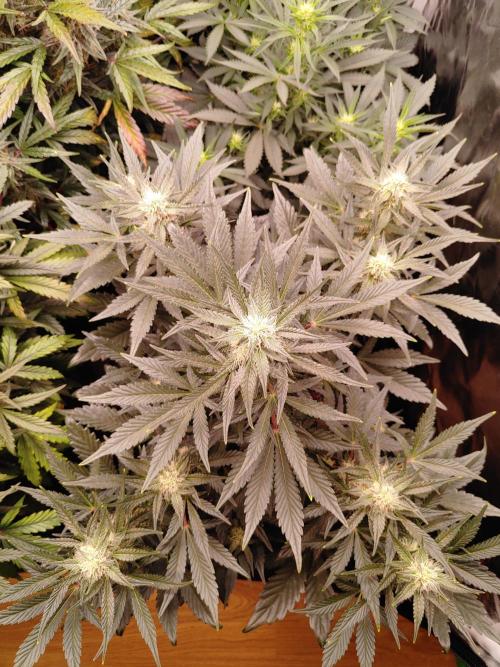 Special Queen #1 | Indoor | Grow #4. Week 7 - Plant #1