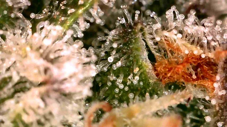 Quick One | Indoor | Grow #4. Week 9 - Plant #1