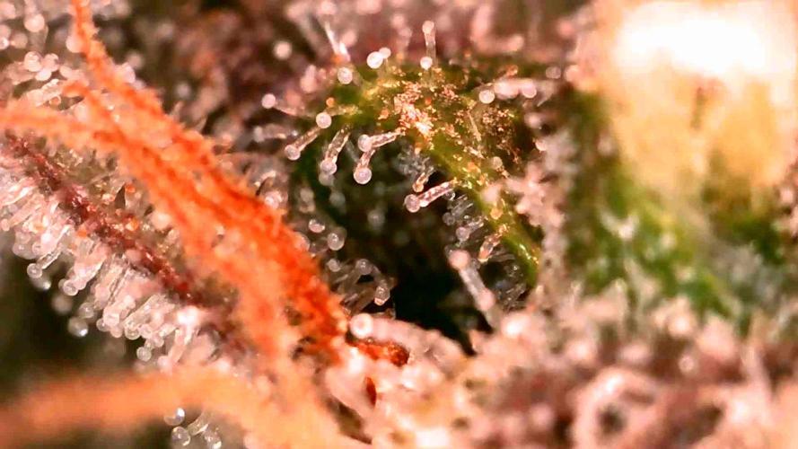 Quick One | Indoor | Grow #4. Week 9 - Plant #1