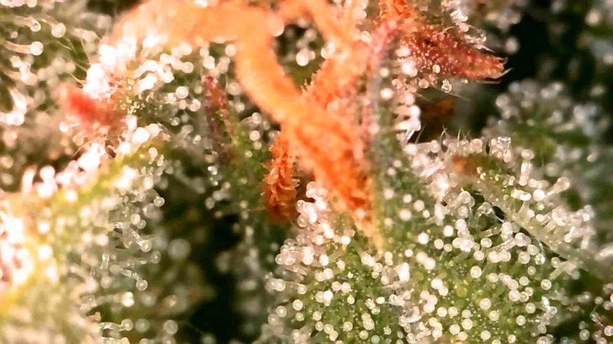 Quick One | Indoor | Grow #4. Week 9 - Plant #2