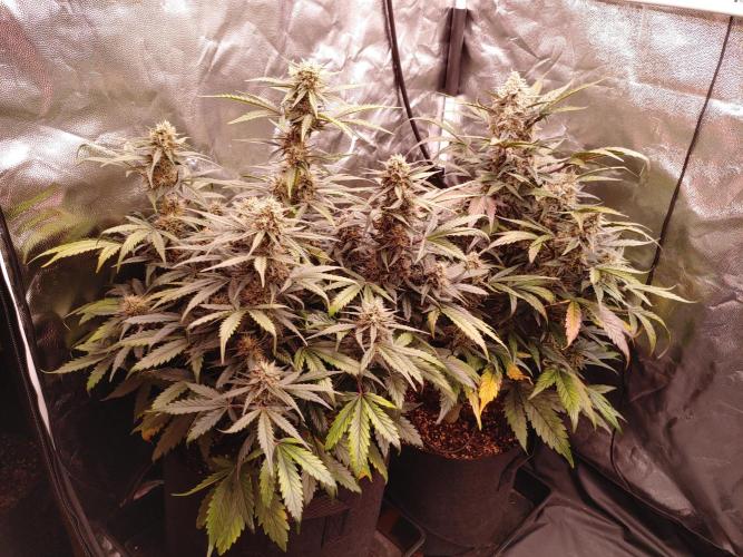 Quick One | Indoor | Grow #4. Week 9