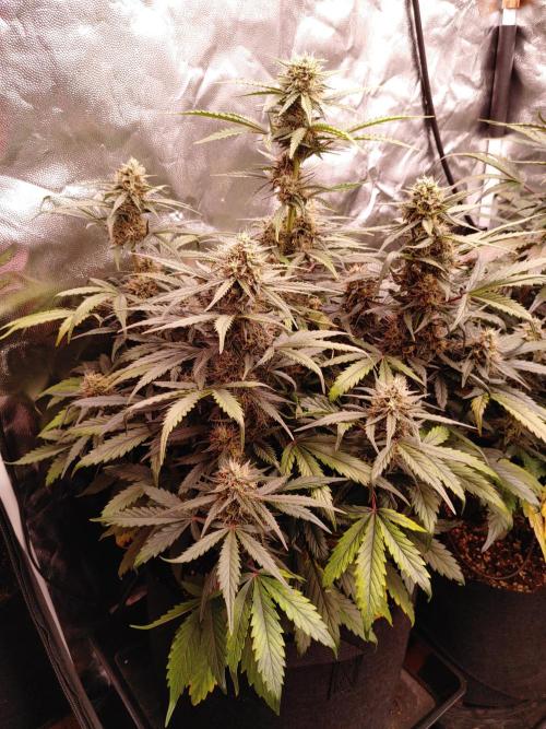 Quick One | Indoor | Grow #4. Week 9 - Plant #2