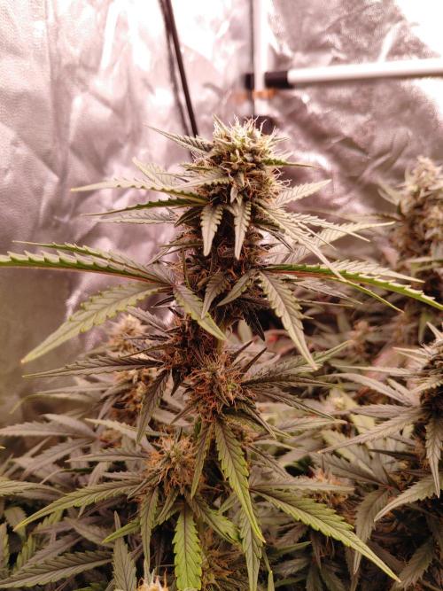 Quick One | Indoor | Grow #4. Week 9 - Plant #2, main cola