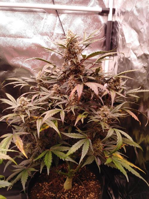 Quick One | Indoor | Grow #4. Week 9 - Plant #1