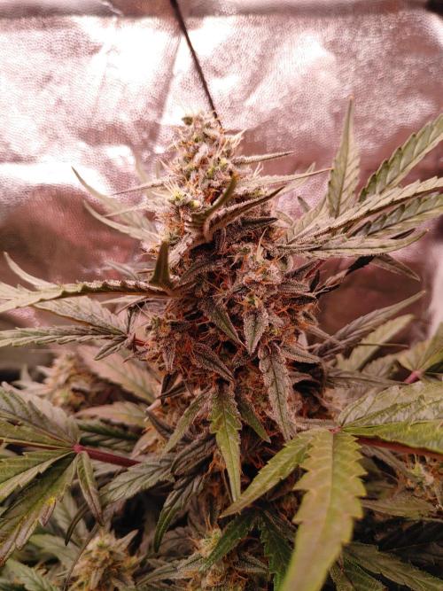 Quick One | Indoor | Grow #4. Week 9 - Plant #1, main cola