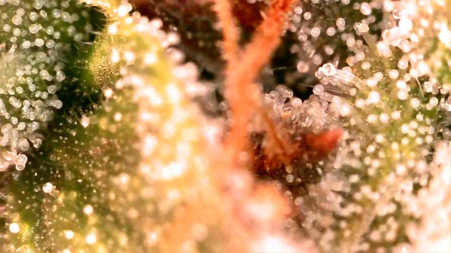 Quick One | Indoor | Grow #4. Week 10 - Plant #2