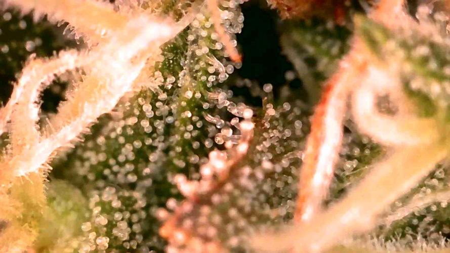 Quick One | Indoor | Grow #4. Week 10 - Plant #2