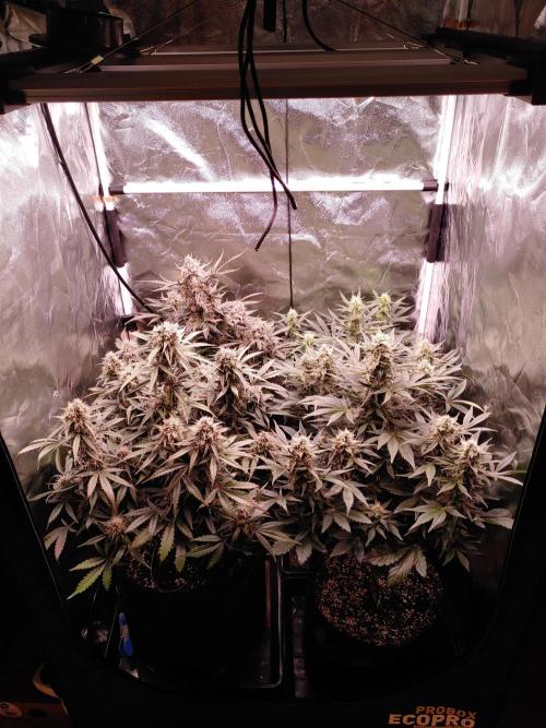 Quick One | Indoor | Grow #4. Week 10