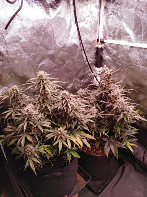 Quick One | Indoor | Grow #4. Week 10